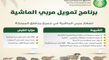 موعد نزول دعم المواشي والشروط الواجب توافرها للحصول على الدعم