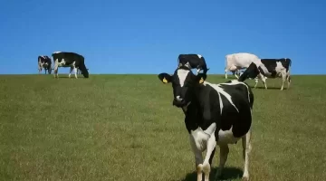 دعم المواشي في السعودية وشروط الحصول ومميزات التسجيل في الدعم