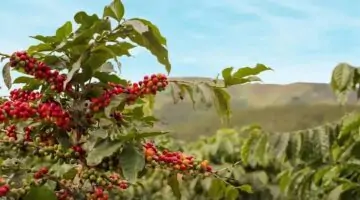 البيئة والمياه تطلق مبادرات لتنمية زراعة البن بالمملكة العربية السعودية