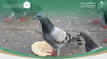 "متحدث العاصمة المقدسة" يوجه تنبيه هام حول غرامة إطعام الحمام والطيور