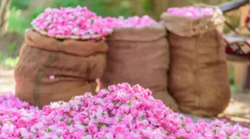 الآن خطوات حجز تذاكر مهرجان الورد في الطائف 2024