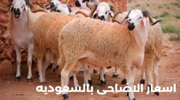تختلف حسب النوع والحجم.. كم تبلغ أسعار الأضاحي في السعودية لعام 2024؟