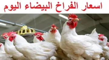 الدجاج البلدي بكام؟.. أسعار بورصة الدواجن اليوم الفراخ البيضاء الأربعاء الموافق 29 مايو 2024
