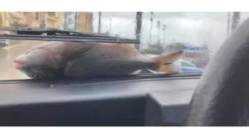 كارثة أم معجزة؟ السماء تمطر سمك في إيران فتعرف على السبب