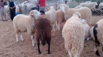 الشركة الجزائرية للحوم الحمراء بئر توتة تشرع فى بيع الأضاحي بدء من السبت