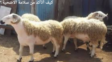 كيف أتأكد من سلامة الاضحية قبل إتمام عملية الشراء؟ "خبير بيطري" يجيب