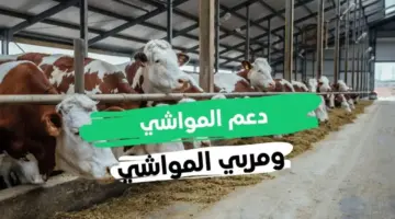 كل ما تحتاج معرفته عن دعم المواشي الجديد 1446 وكيفية التسجيل