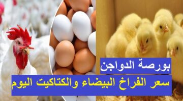 انخفاض كبير ومفاجئ في سعر الفراخ اليوم تزامناً مع تراجع سعر الكتكوت الأبيض