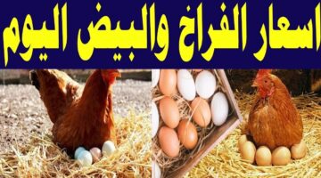 هتملي التلاجة منها.. مفاجأة في أسعار الدواجن والبيض اليوم بالأسواق شوف سعر الفراخ البيضاء بكام