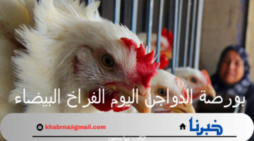 بورصة الدواجن اليوم الفراخ البيضاء.. أسعار الفراخ والبيض الأربعاء 28 أغسطس 2024