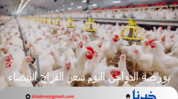 بورصة الدواجن اليوم سعر الفراخ البيضاء والبيض الأحد 11 أغسطس 2024 بالأسواق