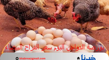 بورصة الدواجن اليوم سعر الفراخ البيضاء والبيض الثلاثاء 6 أغسطس 2024