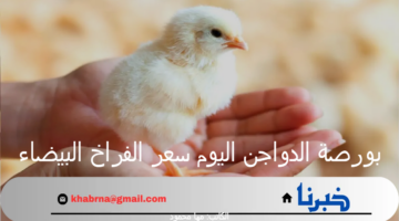 بورصة الدواجن اليوم سعر الفراخ البيضاء والبيض الجمعة 23 أغسطس 2024 بالأسواق