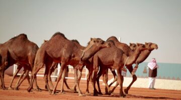 أقوى السباقات والمنافسات.. الانتهاء من استعدادات انطلاق مهرجان جادة الطائف للإبل في نسخته الثالثة غدًا