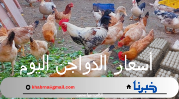 أسعار الدواجن اليوم السبت 14 سبتمبر 2024 وفقاً لبورصة الدواجن الرئيسية والأسواق المصرية