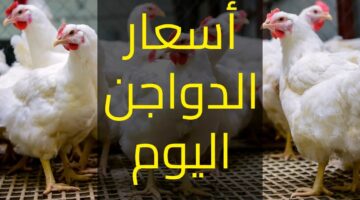 "انخفاض جديد".. بورصة الدواجن اليوم أسعار الفراخ والبيض الخميس 19 سبتمبر 2024