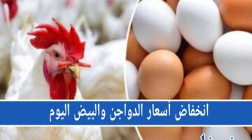 انخفاض أسعار الدواجن والبيض اليوم الجمعة: تعرف على التفاصيل الآن