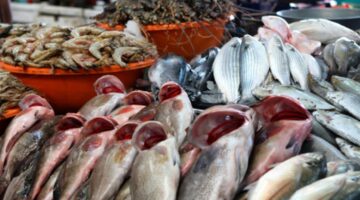 رغم انخفاض البلطي: اسعار السمك اليوم السبت ترتفع في سوق العبور
