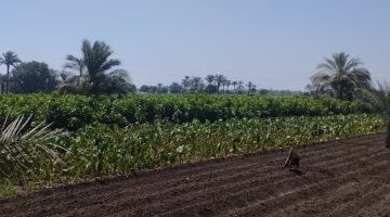 إحصاءات تكشف: القطاع الزراعي يتصدر جذب العمالة في الربع الأول من 2025