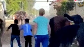 الداخلية تكشف تفاصيل تدخل أجنبية بسبب تعدى مواطن على دابة بالهرم.. فيديو