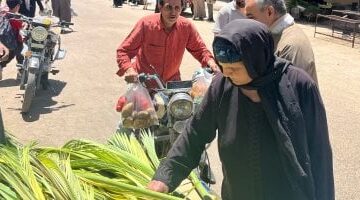 سعف النخيل يزين شوارع قنا احتفالاً بـ"أحد السعف".. فيديو