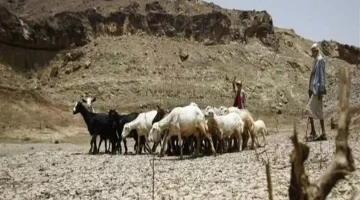 إعلان أممي صادم يربك المزارعين اليمنيين ويهدد الزراعة والأمن الغذائي!