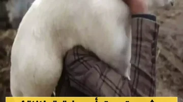 أسعار المواشي ترتفع بشكل جنوني في صنعاء.. أضحية العيد تتخطى 1500 دولار وتحول فرحة العيد إلى كابوس لليمنيين