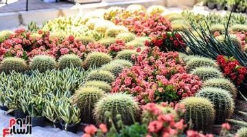 اكتشف أغلى شجرة في معرض الزهور بالدقي بسعر يتجاوز 50 ألف جنيه (فيديو)