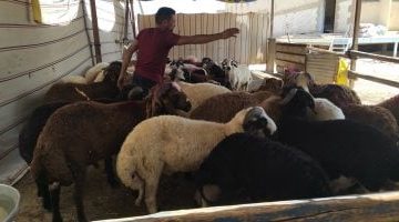 استقبال الأضاحي في مجازر الجيزة بعد صلاة العيد بدون شروط وبدون تكلفة