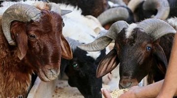 الأضحى الذكي: انسى المتاعب واجعل أجهزتك المنزلية تضفي سهولة على العيد!