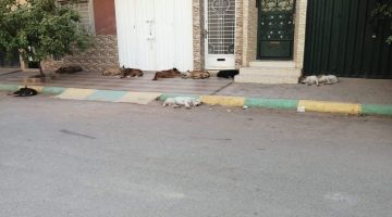 ساكنة حي المظهر ببني ملال تعاني من خطر الكلاب الضالة: مطالب عاجلة بتدخل الجماعة لحماية السكان