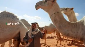 السعودية تعزز اقتصادها وموروثها الوطني من خلال 2.2 مليون إبل