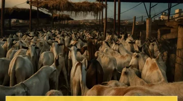 أسعار أضاحي العيد في عدن تحطم آمال العائلات وتتجاوز رواتب الموظفين!