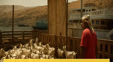 ميناء المكلا يستقبل سفن محملة بآلاف الأغنام والأضاحي من بوصاصو وبربرة الصوماليين