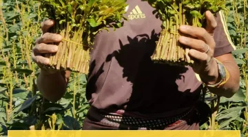 قرار غير مسبوق: منع استيراد وبيع القات وترحيل 'المقاوتة' من محافظة يمنية!