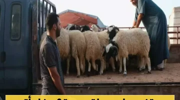 تقرير يكشف: دولة عربية واحدة ضمن قائمة الـ10 دول الأكثر امتلاكًا للمواشي والأغنام الحية في العالم!