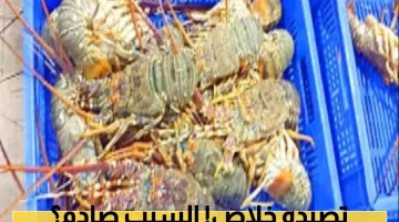 وزارة البيئة تُعلن إغلاق موسم اصطياد هذا النوع من البحريات في البحر العربي حتى إشعار آخر!