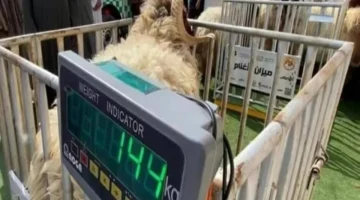 السعودية تطلق نظام بيع المواشي بالوزن بدءًا من هذا الموعد لتعزيز الشفافية والاستدامة