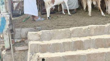 أسواق النفع بلا موازين... عكاظ ترصد الوضع قبل 7 أيام من بدء التطبيق
