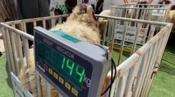 ابتداءً من الخميس المقبل: تنفيذ قرار بيع المواشي الحية بالوزن في السعودية