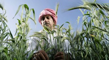 87,235 مستفيدًا من برنامج 'ريف' لدعم الزراعة في السعودية