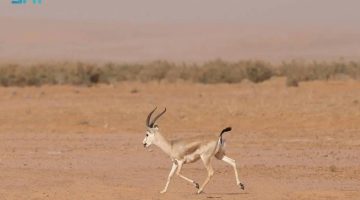 «ظبي الجفول»: أيقونة الشعراء في الغزل والرثاء