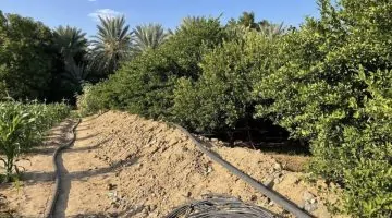 الكشف عن مستويات عالية من المبيدات في المنتجات الزراعية بمكة المكرمة