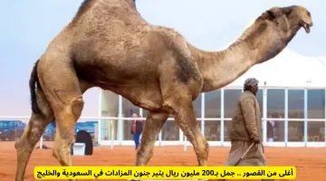 جمل بـ200 مليون ريال: أغلى من القصور ويشعل حماس المزادات في السعودية والخليج