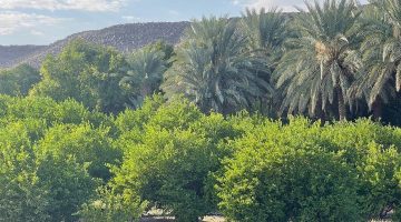 بيئة خليص تطلق جولات رقابية وتسحب عينات من مزارع وادي قديد في خطوة للحفاظ على البيئة