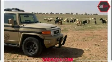 الجهات المعنية تضبط مواطنًا يرعى 20 رأسًا من الأغنام في محمية الإمام تركي بالسعودية