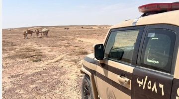 "الأمن البيئي يكتشف مخالفات رعي ويضبط مواطنًا في العقبة" #عاجل