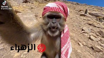 صدمة في السعودية: هل حقًا يشرب قرد أبها الماء؟! قصة مثيرة حول قرود الطائف وأبها تثير الجدل على مواقع التواصل الاجتماعي!