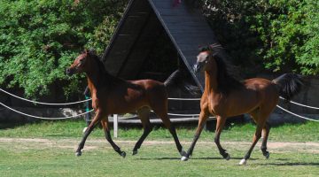 الخيل العربية الأصيلة تأسر قلوب شباب الطائف