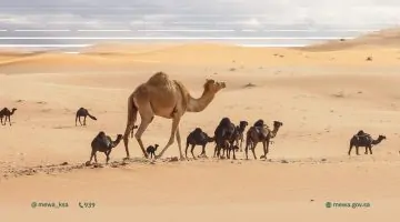 أكثر من 2.2 مليون جمل في المملكة: رمز الموروث الوطني ودعامة للأمن الغذائي والاقتصاد السعودي